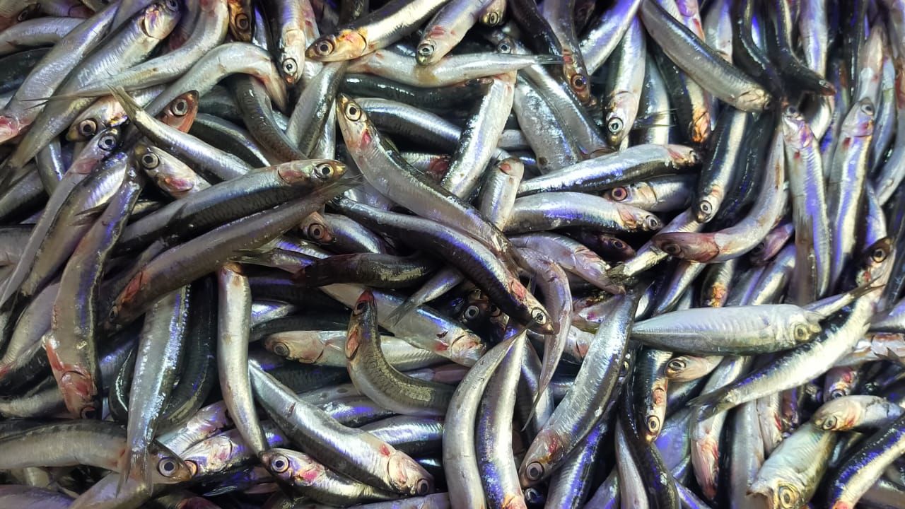 Hopa’da balık fiyatları