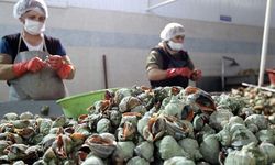 Türkiye'nin deniz salyangozu ihracatı 3,2 milyon doları aştı