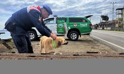 Trafik kazalarını önlemek için sahipsiz köpeklere reflektif tasma