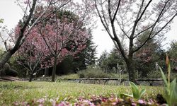 Türk-Japon dostluğunun simgesi "sakura ağaçları" İstanbul'da çiçek açtı