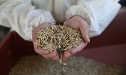 Atıl tarlalara siyez buğdayı eken genç çiftçi, ürünlerini Türkiye geneline pazarlıyor