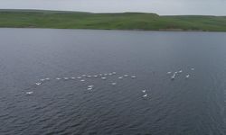 Kars Barajı pelikan sürüsünü ağırlıyor