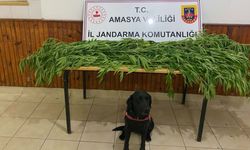 Amasya'da uyuşturucu operasyonunda yakalanan 2 zanlıdan biri tutuklandı
