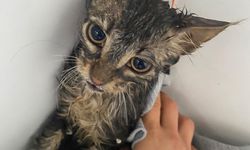 Zonguldak'ta sel sularına kapılan kedi yavrusunu marketten dönen genç kadın kurtardı