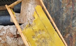 Ayılar Yusufeli’nde 15 kovan arıya zarar verdi