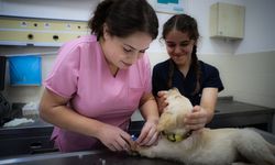 Hayvan Hastanesinde 6 ayda yaklaşık 18 bin hayvan tedavi edildi