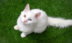 Kedi Villası'nda her sene 100 sevimli pati sahiplendiriliyor