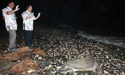 Tedavi edilen 2 kaplumbağa denize bırakıldı