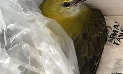 Yaralı bulunan sarıasma kuşu tedaviye alındı