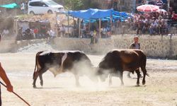 Artvin'de "Sarıgöl Vadisi Muhtarları Boğa Güreşleri Festivali" sona erdi