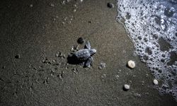 Caretta caretta ve yeşil deniz kaplumbağaları mavi sularla buluştu