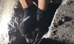 Kanalizasyon borusunda mahsur kalan köpek yavrusu kurtarıldı