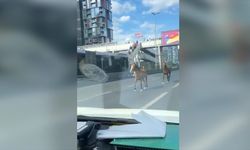 Kara yoluna giren başıboş atlar, trafiğin aksamasına neden oldu