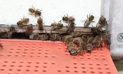 Arı ölümlerine önlem eğitimi düzenlenecek