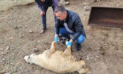Sürüye saldıran kurtlar 50 koyunu öldürdü
