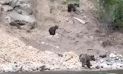 Serinlemek isteyen ayılar nehir yatağına indi