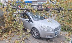 Şiddetli rüzgarın devirdiği ağaç otomobillere zarar verdi