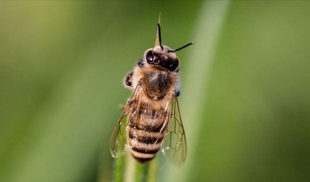 Değişen sıcaklıklar böcek ilaçlarının arılar üzerindeki olumsuz etkisini artırıyor