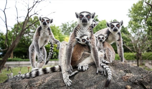 Bursa Hayvanat Bahçesi, Madagaskarlı 48 lemurun yaşam alanı oldu