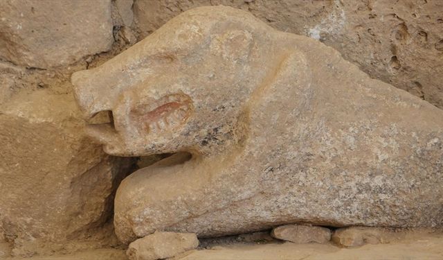 Göbeklitepe'de bulunan yaban domuzu heykeli görüntülendi