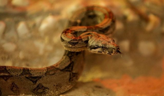 Kırmızı kuyruklu boa yılanı ve çinçillalar hayvanat bahçesine alışıyor