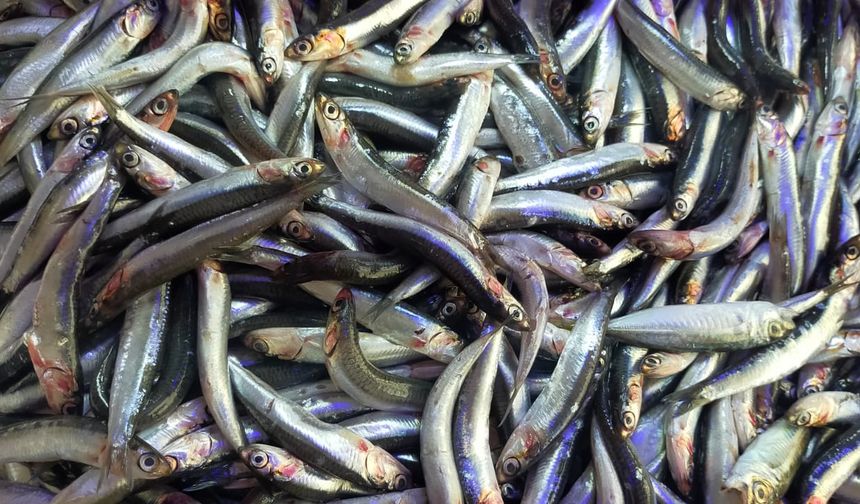 Hopa’da balık fiyatları